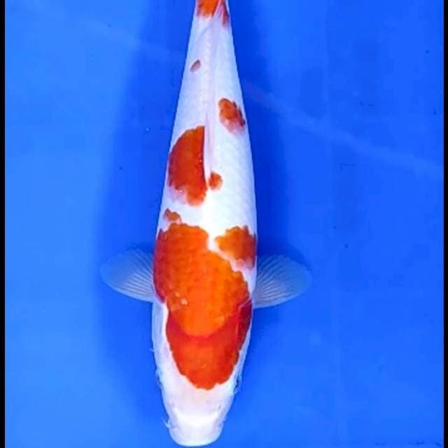 KOHAKU ORIGINAL # 30CM