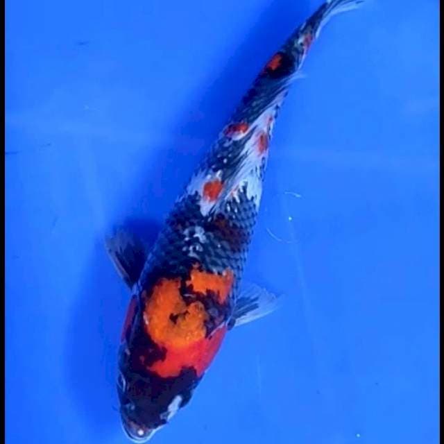 SHOWA SHANSOKU # 26CM