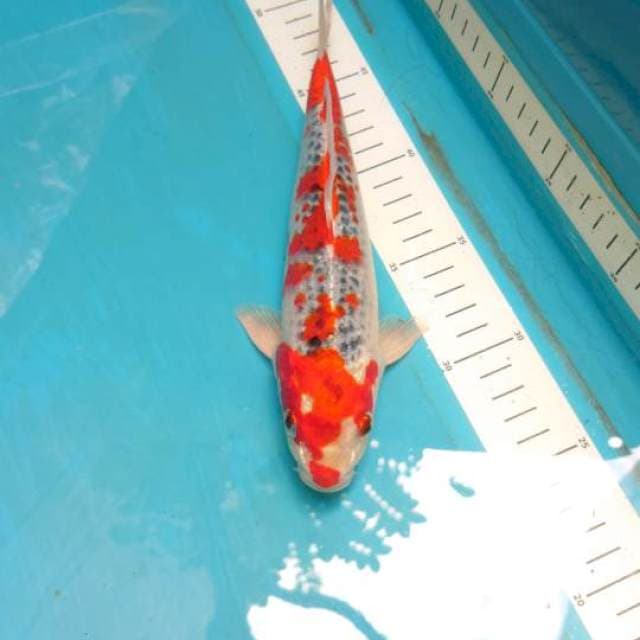 Goshiki 24cm