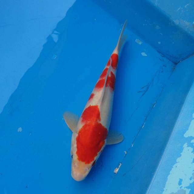 Kohaku Ori F1
