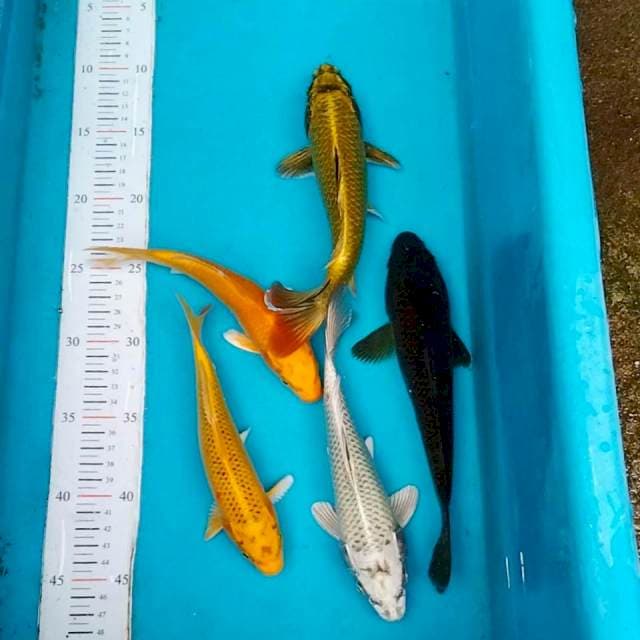 Mix penjinak kolam 20-25cm