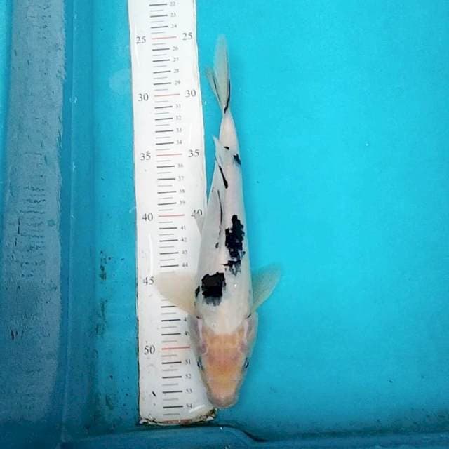 Bekko 28cm male