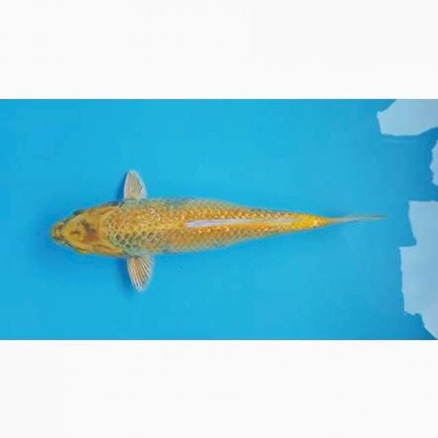 Kin Utsuri ginrin (jumbo ,punuk)
