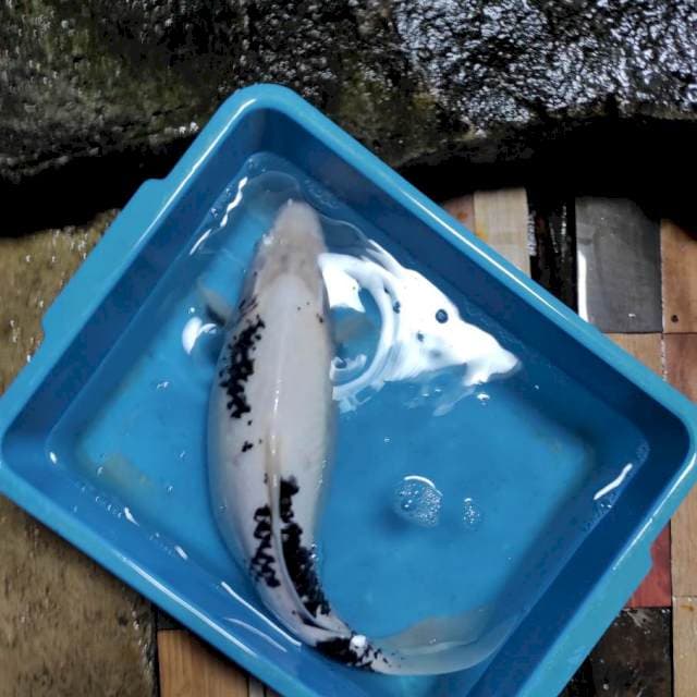 Shiro putih 42cm