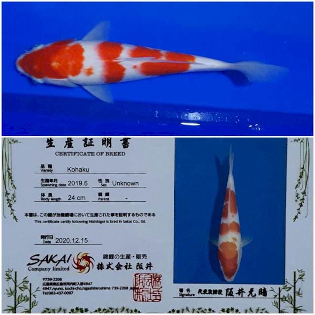 Kohaku Sakai 🇯🇵