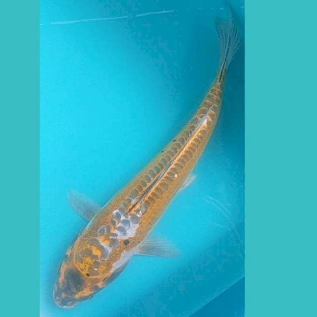 Kiko 30cm