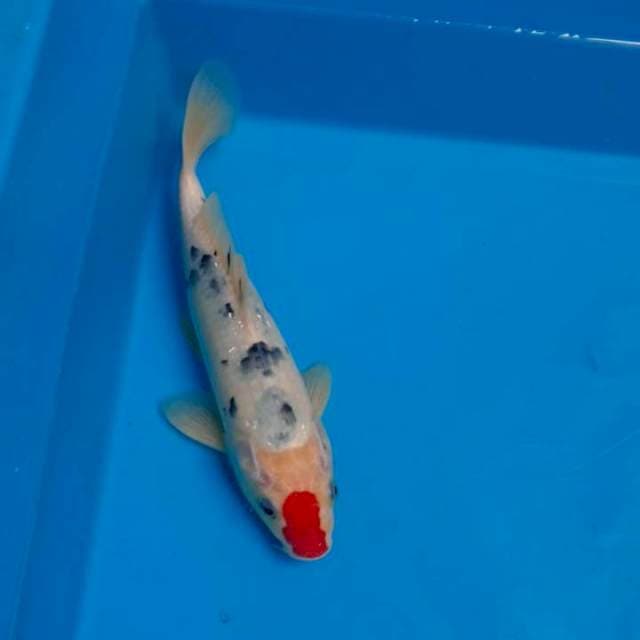 Tc.sanke 25cm