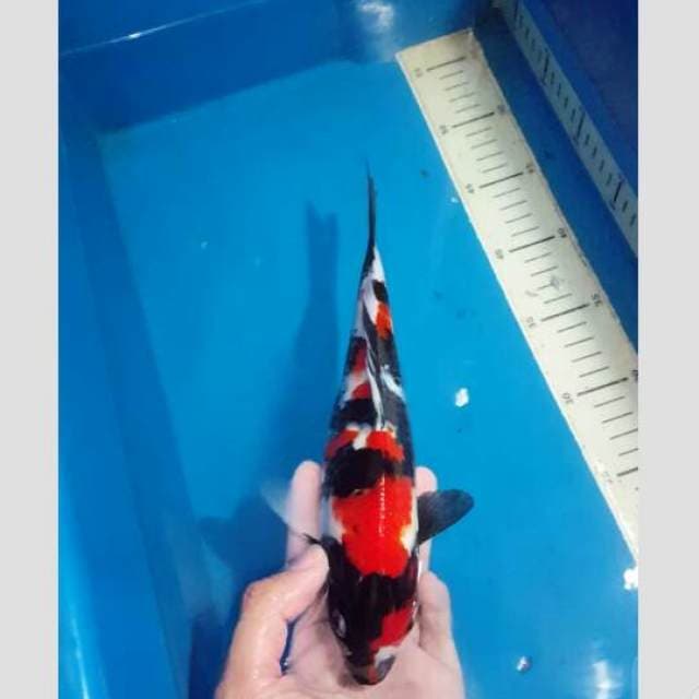 showa sangar pedez 35cm