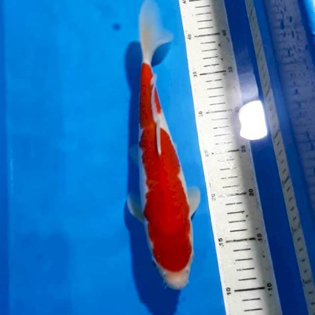KOHAKU RED STRONG 32 CM