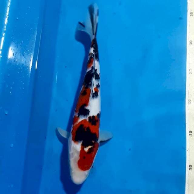 MR.BLACK SHANSHOKU 28 CM
