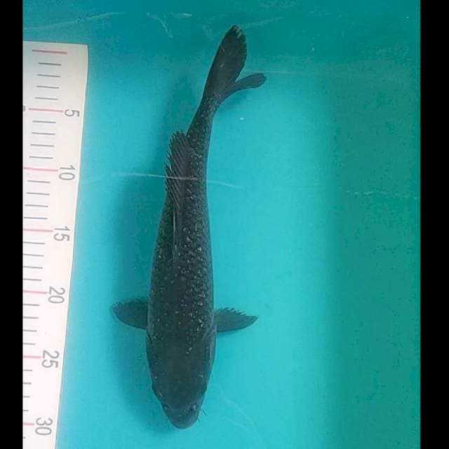 Karashu 31cm
