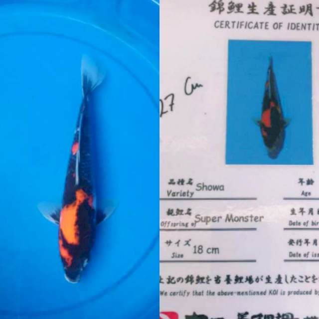 Showa Impor Dainichi 27cm