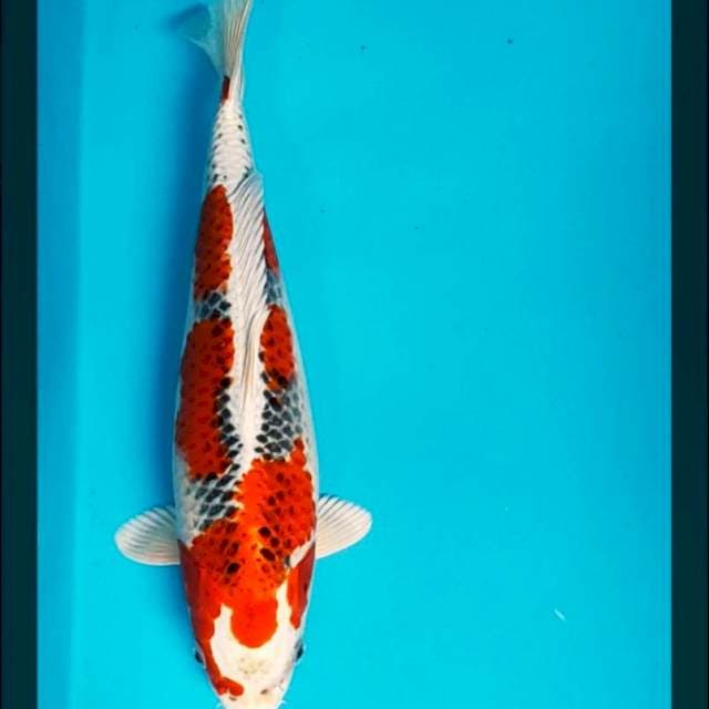 Red kujaku bulky 34cm