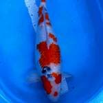 Perawan 58cm