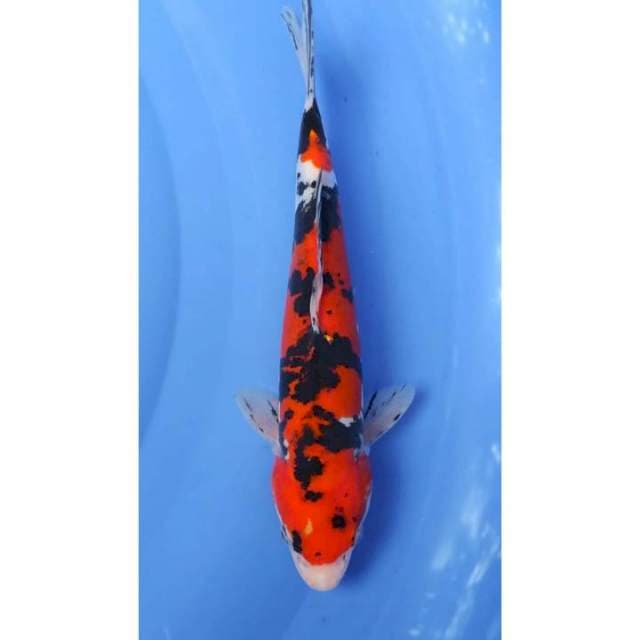 Strong Doitsu Sanke 24cm (F)