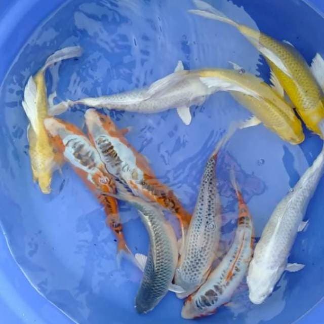 Mix