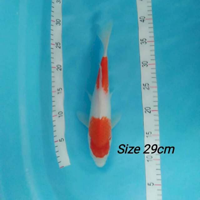 KOHAKU STRONG