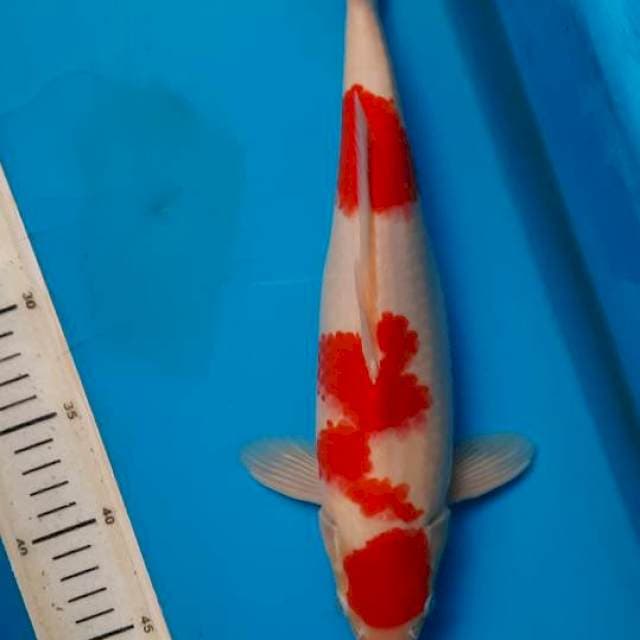 Kuhaku 34cm
