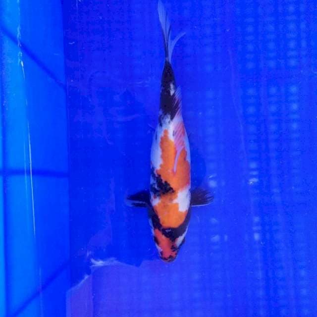 Showa Female 27cm Original Pattern
