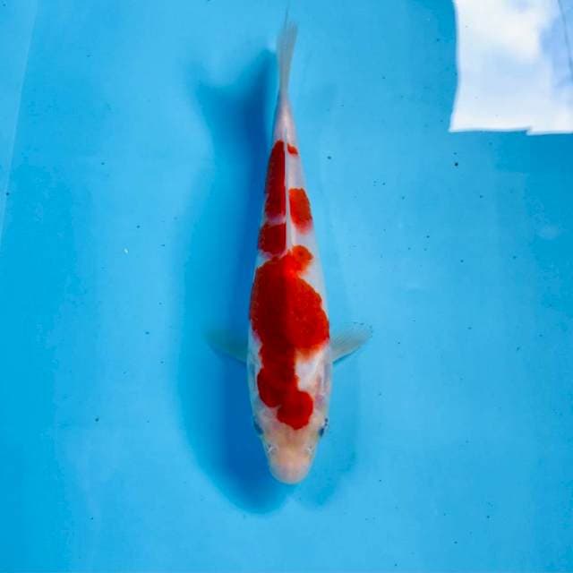Ai Goromo, 19 cm