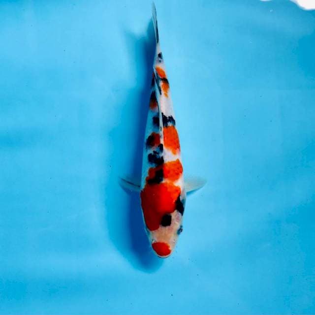 Sanke kucibeni, 20 cm
