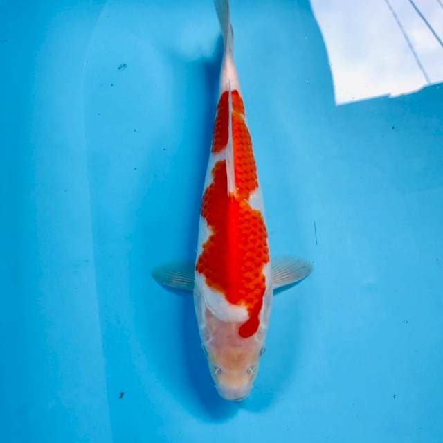 Kohaku, 27 cm