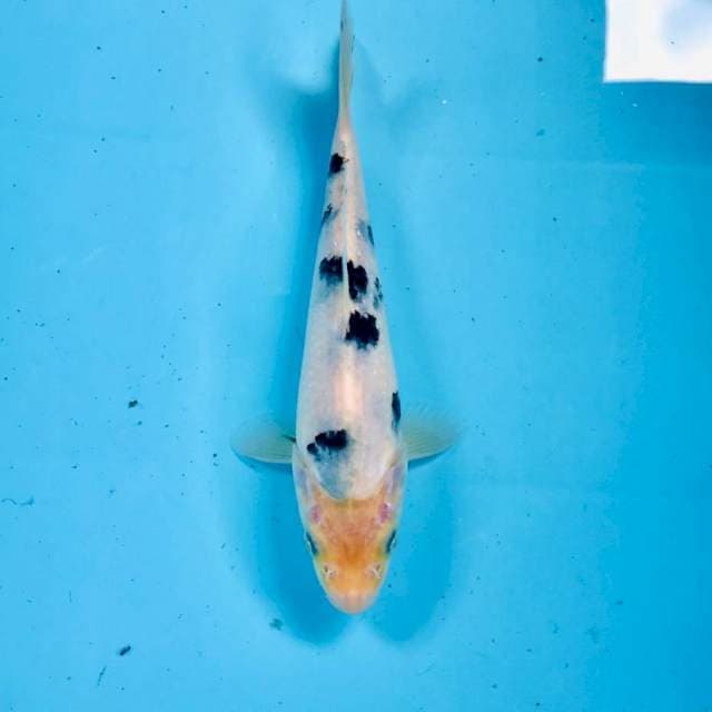 Bekko, 20 cm