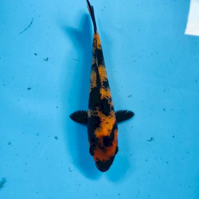 Hi Utsuri, 18 cm