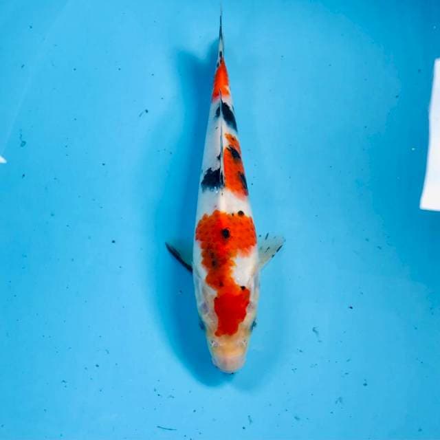 Sanke, 22 cm