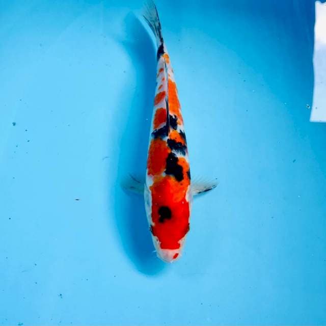 Sanke, 20 cm