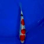 Original Sanke Doitsu 20bu