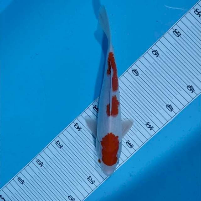 Kohaku