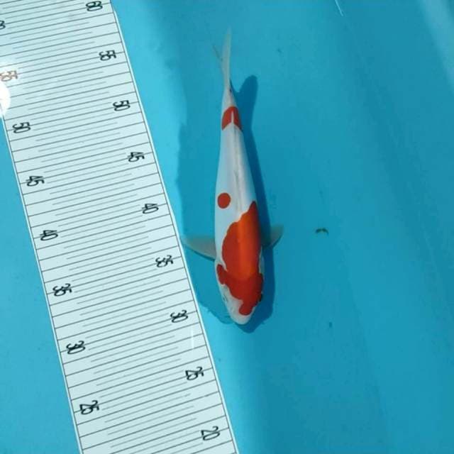 Kohaku