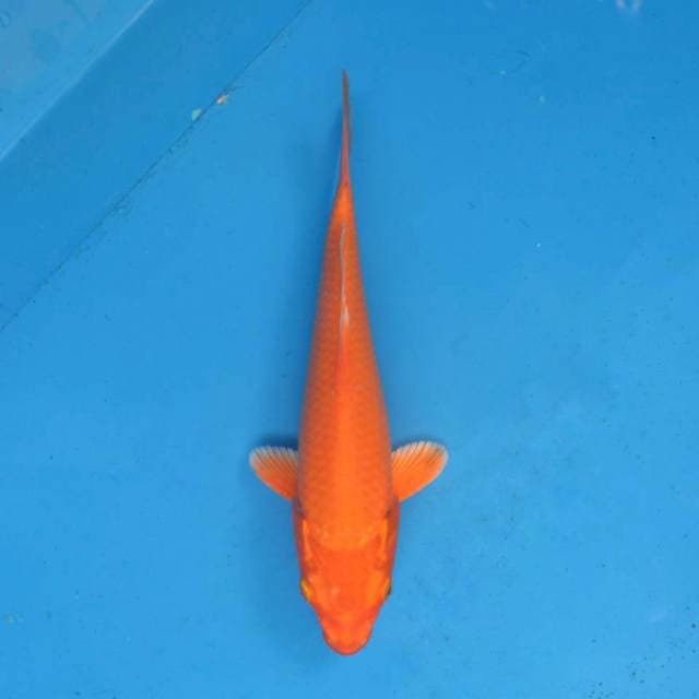 Orenji F1