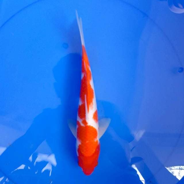 Kohaku merah strong #29 cm