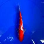 Kohaku merah strong #29 cm