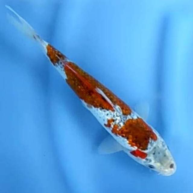KOROMO GINRIN # 26CM