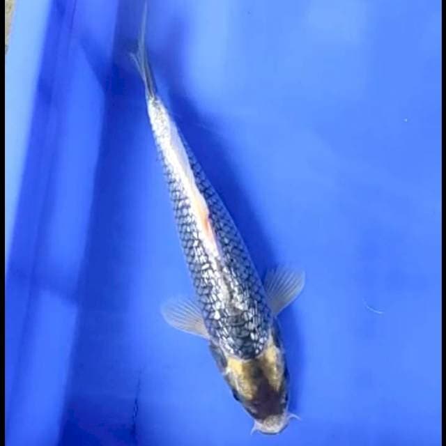 KABUTO GINRIN # 27CM MALE