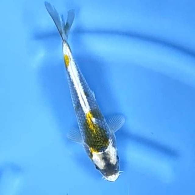 ANTIK # 25CM