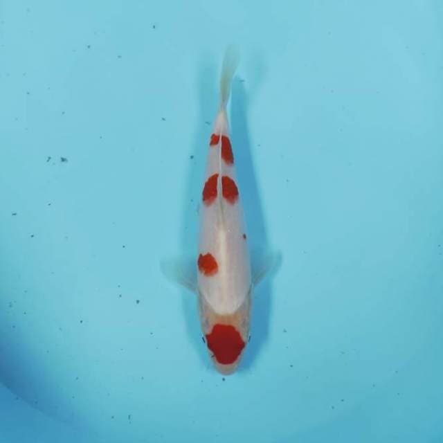 MARUTEN KOHAKU CEPLOK