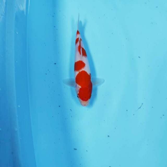 KOHAKU CEPLOK
