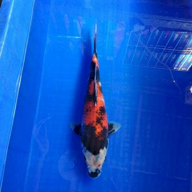 Showa 35cm