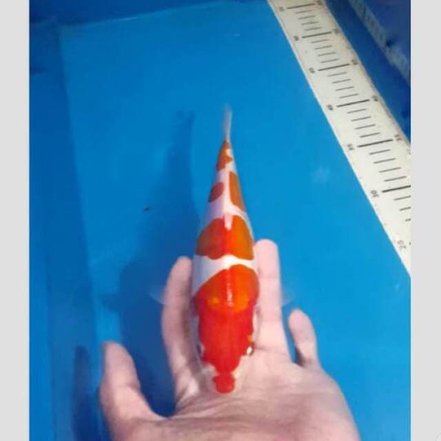 kohaku f1 belum merah tp bakad merah 25cm