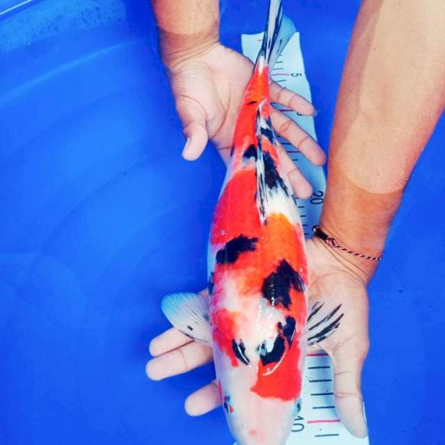 Showa 38cm