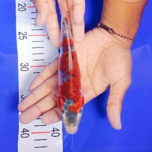 Goshiki merah strong 22cm