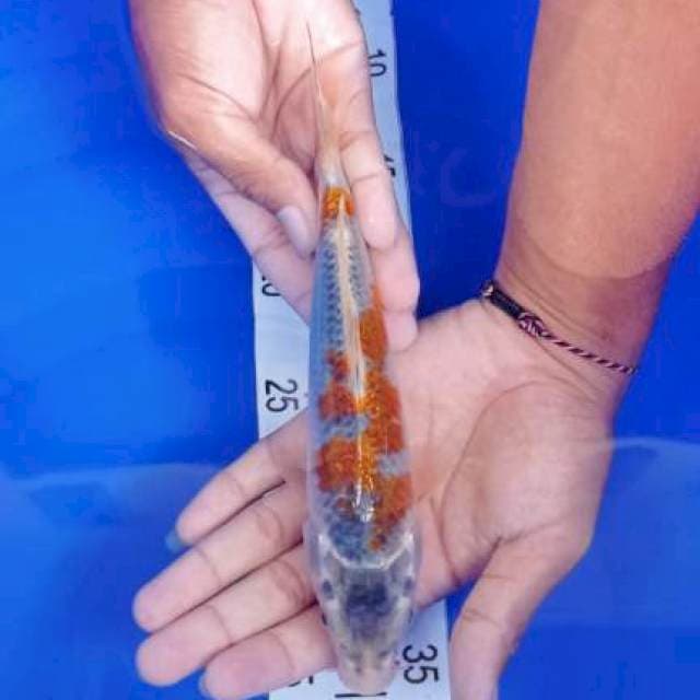 Goshiki 23cm