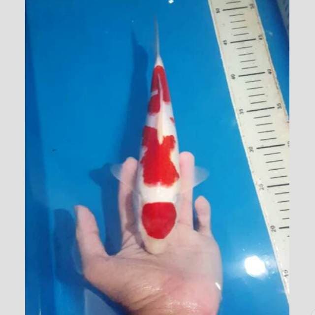 super hot original red sisik kohaku 35cm