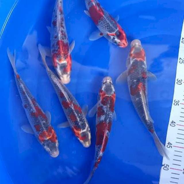 Goshiki merah strong 25-30cm 