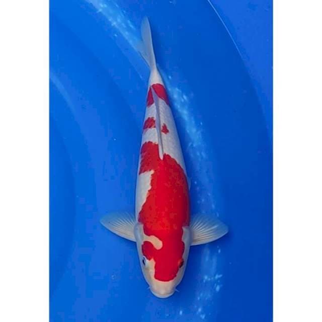 HQ Kohaku Original Patern 33cm (F) 
