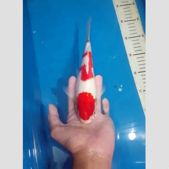 3step dijamin warna merah darah solid 30bu